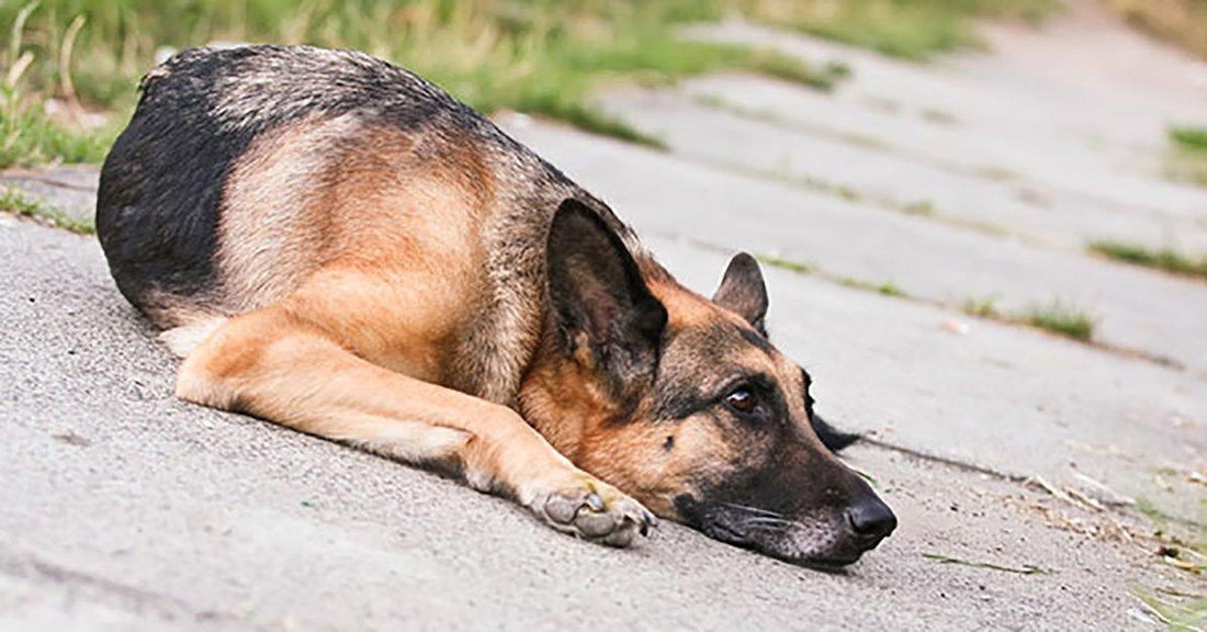 How to Exercise Your German Shepherd Dog When You’re Sick Or Hurt