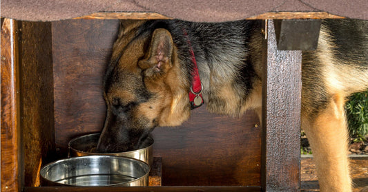 How To Feed Your Large Breed Dogs