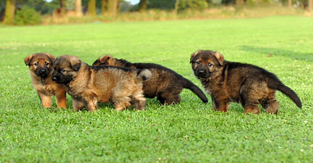 How to Find the Right German Shepherd Puppy for You