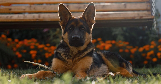 How To Get The Dog Smell Out Of Your House