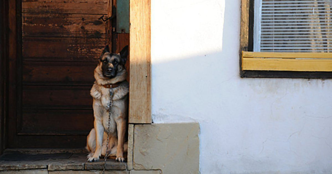 How to get Your Dog to Stop Scratching at the Door