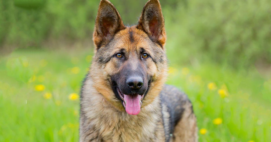 How To Groom Your German Shepherd For Summer