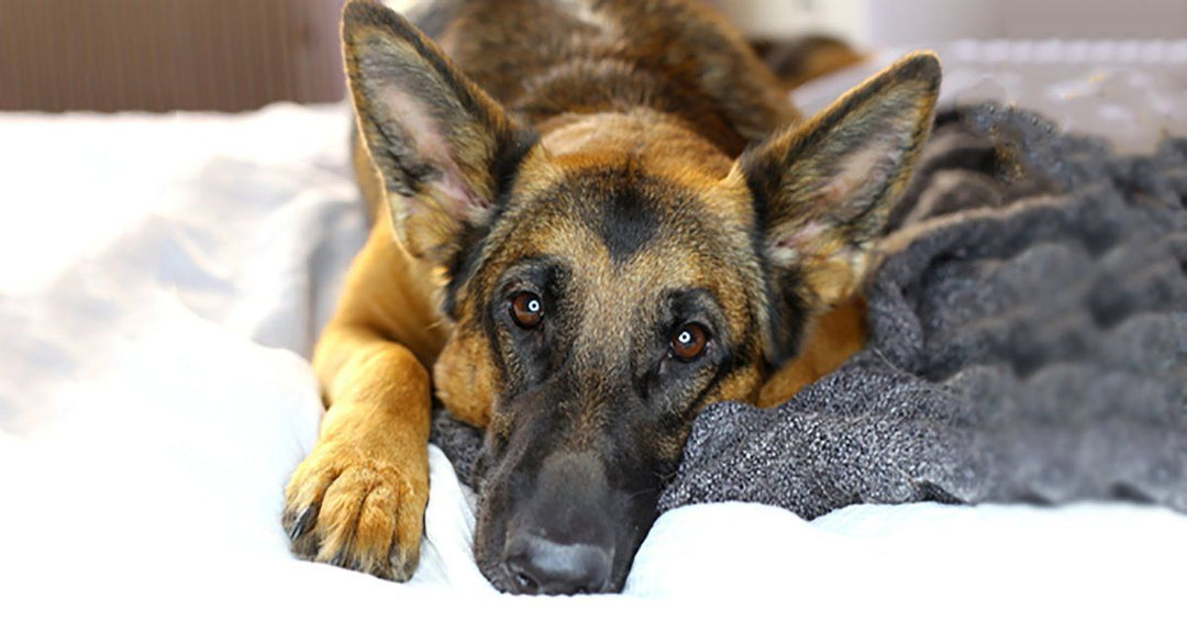 How To Help A Grieving Pet When They Lose Their Dog Friend