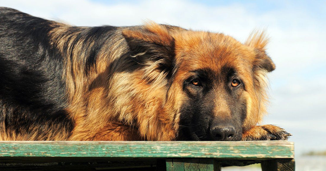 How To Help A Shy Dog