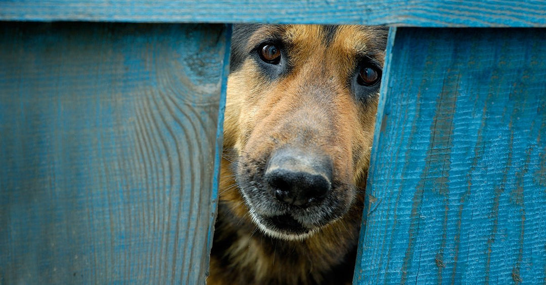 How To Help An Anxious Dog