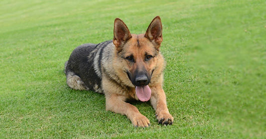 How To Identify Heatstroke Emergencies In Dogs