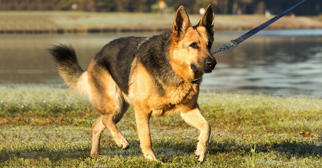 How To Improve Your German Shepherd’s Joints And Keep Them Pain Free