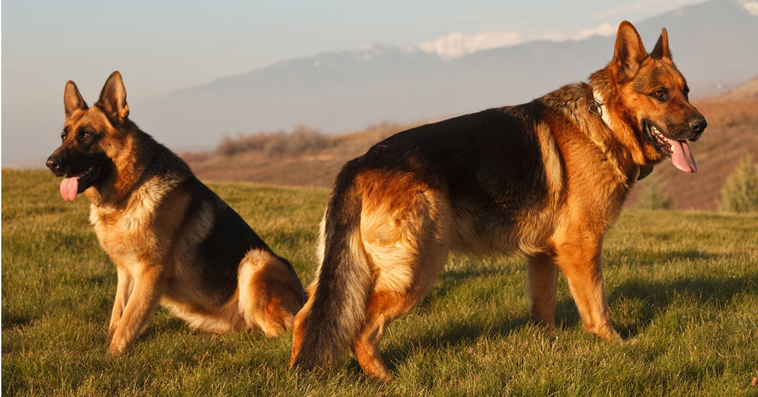 How To Introduce Your Dog To Another Dog
