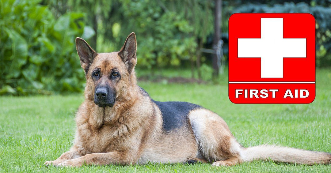 How to Make a First Aid Kit For Dogs