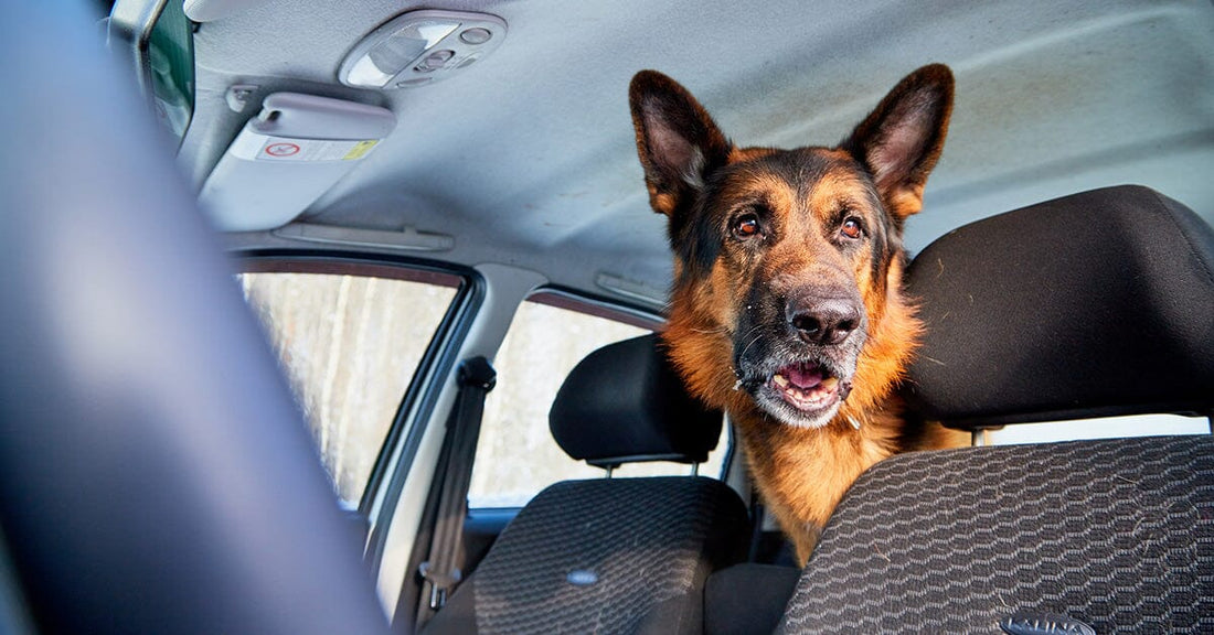 How To Make A Go Bag For Your Dog