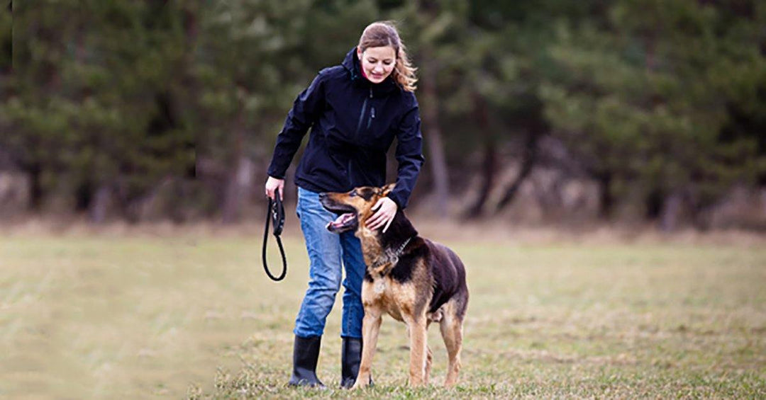 How To Make Your Dog More Confident And Improve Training