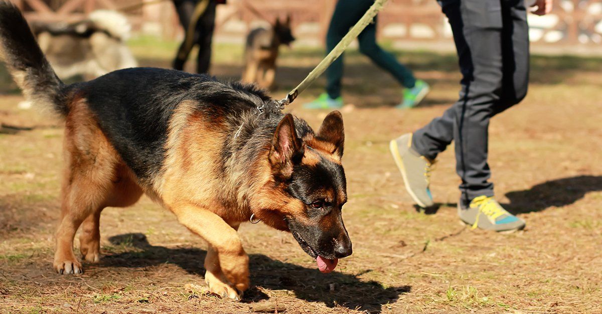 How To Perform The Heimlich Maneuver For Dogs – German Shepherd Shop