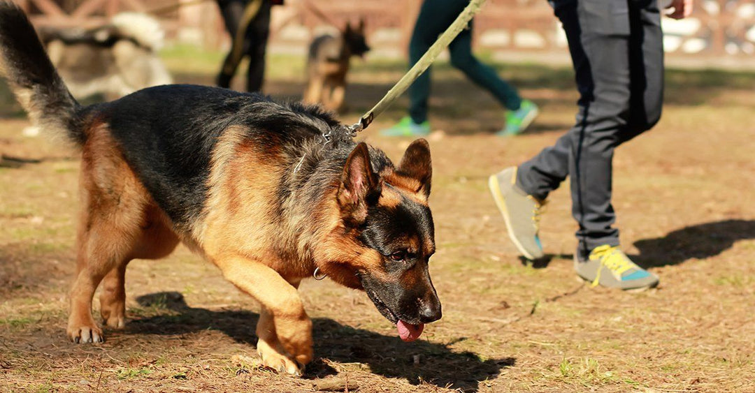 The Heimlich Maneuver For Dogs