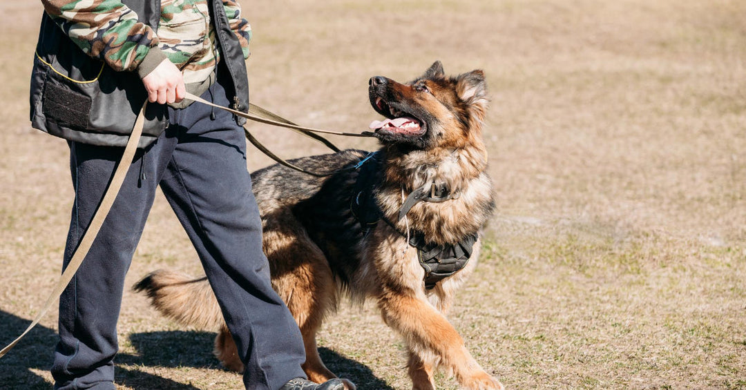 How To Pick A Dog Trainer