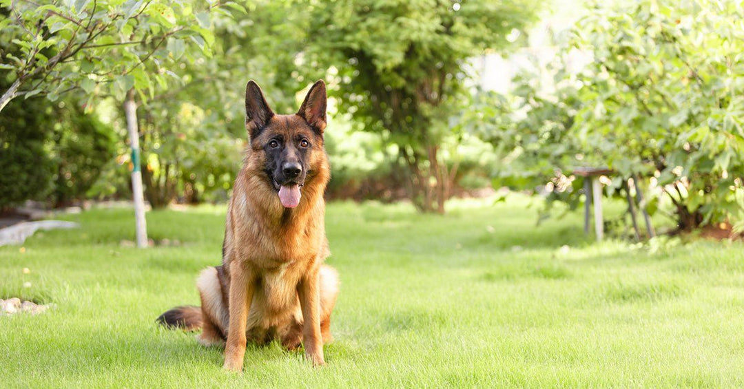 How To Potty Train Your Puppy Using "Potty" Bells In 3 Easy Steps