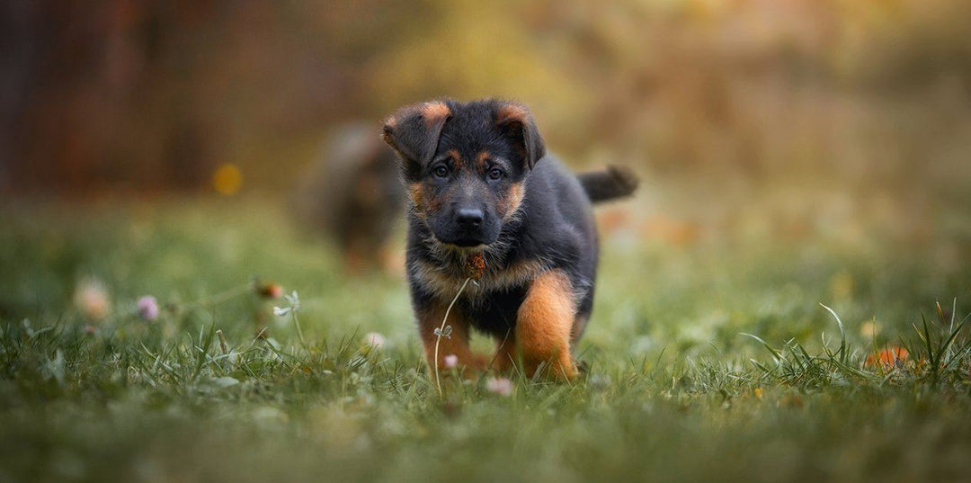 How To Prepare For Your New German Shepherd Puppy