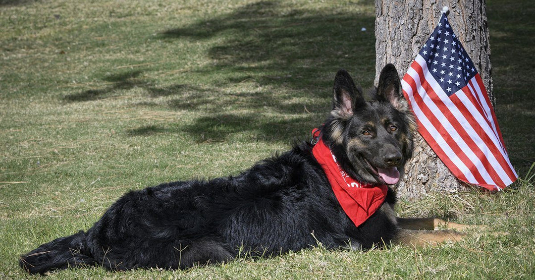 How To Prepare Your Dog For The 4th of July And Fireworks