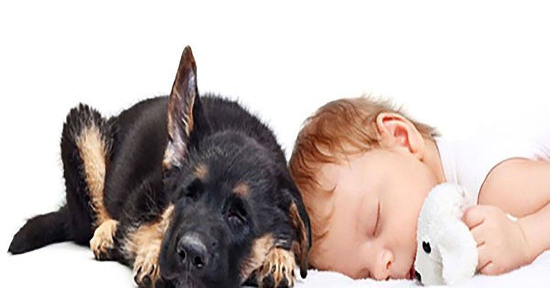 How To Prepare Your German Shepherd Dog For A New Baby