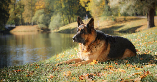 How To Prevent Joint Injuries In Your German Shepherd Dog