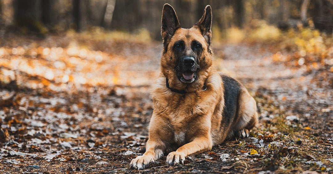 How To Remove That Stinky Dog Smell Between Baths