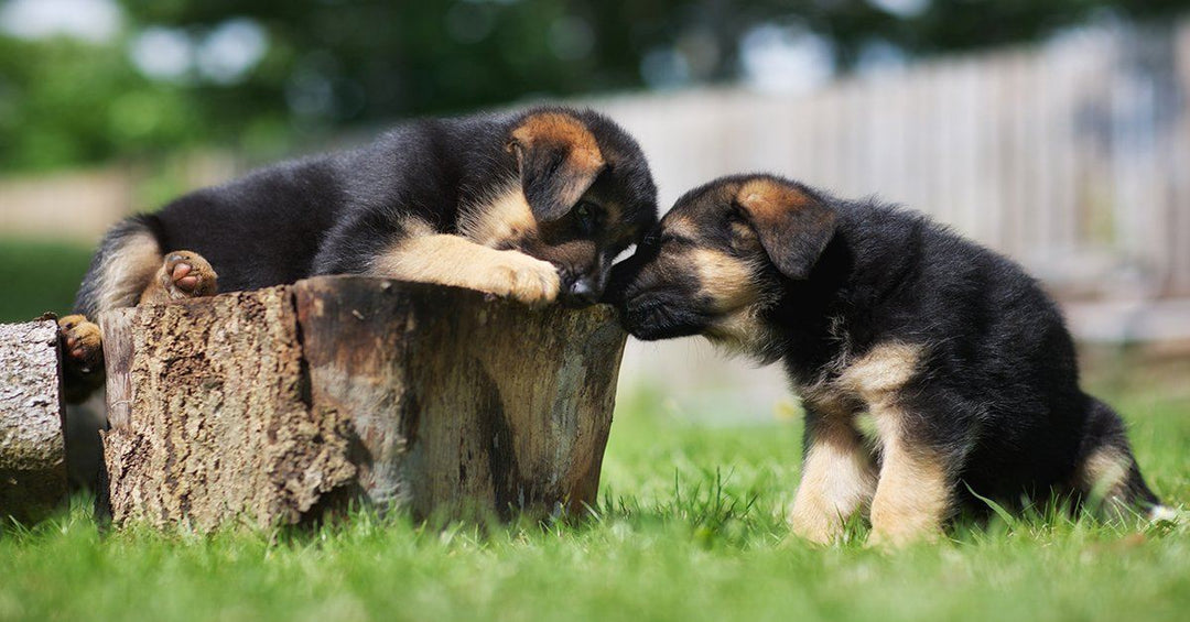 How To Select The Right German Shepherd Puppy For You