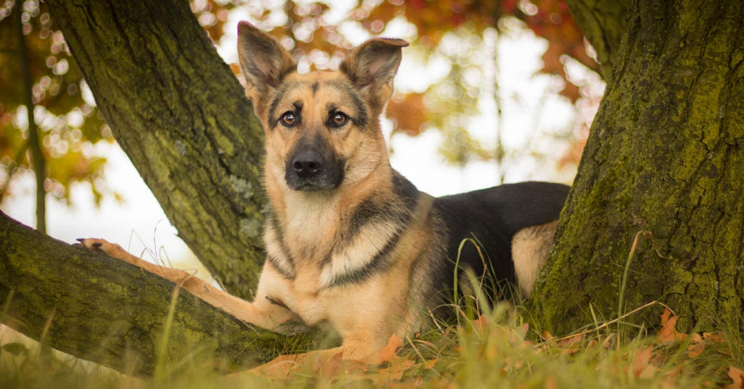 How To Solve Your German Shepherds Itchy Skin