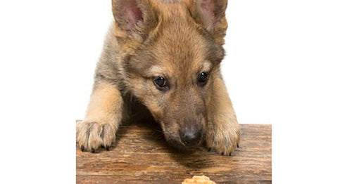 German shepherd on store counter