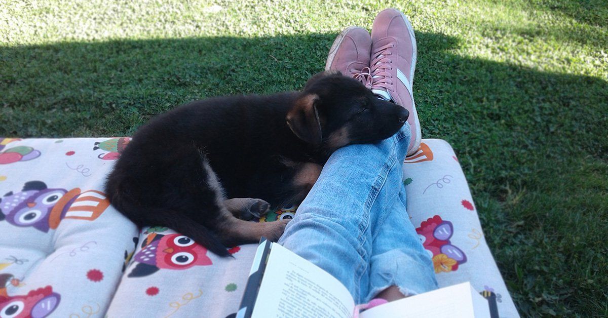 Putting an End to Puppy Biting and Mouthing: Effective Techniques ...