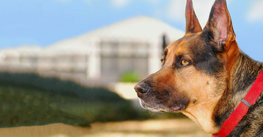 How To Teach Your Dog The Watch Me Command