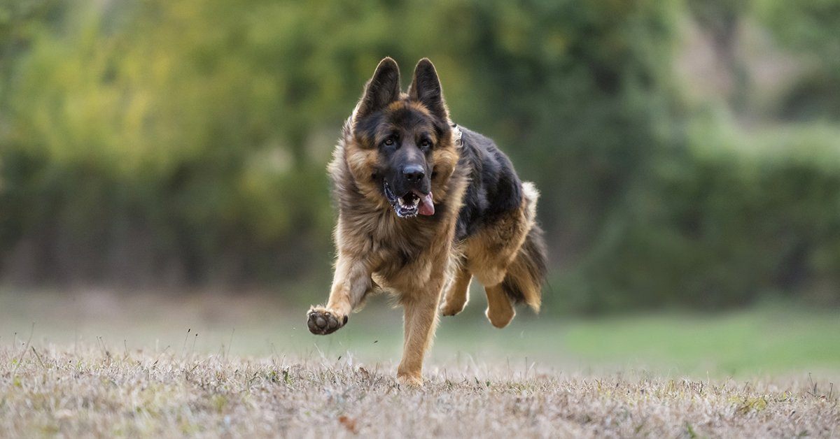 How To Teach Your Dog To Come Every Time You Call – German Shepherd Shop