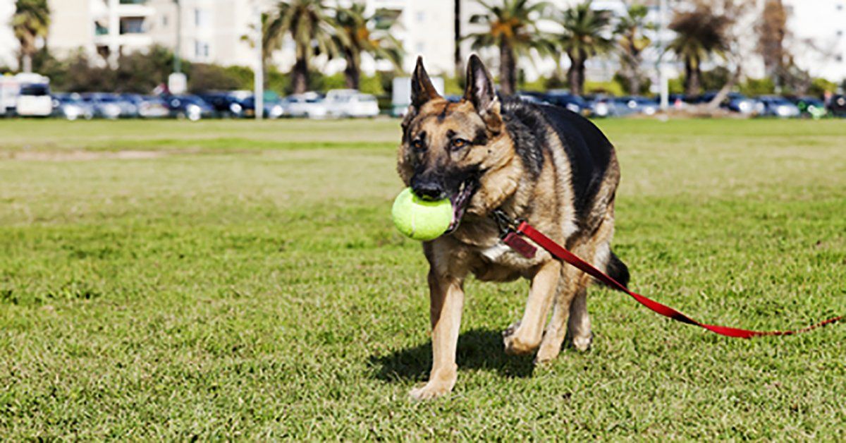 How to Teach Your Dog to Drop the Ball in 3 Easy Steps – German ...