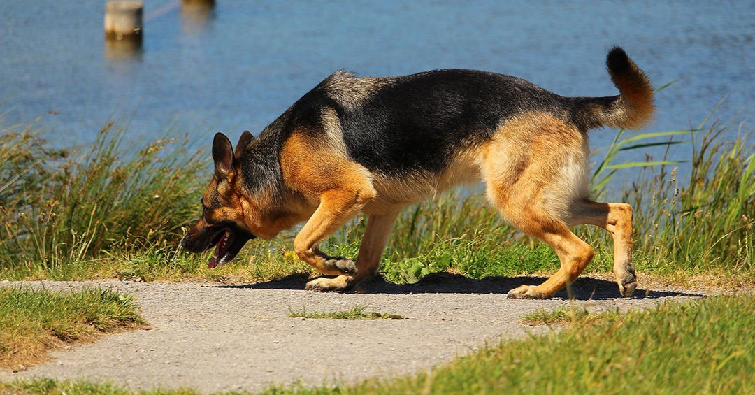 How To Teach Your Dog To Find Things In 7 Easy Steps