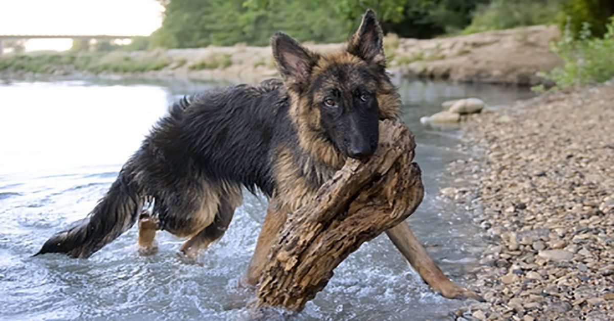 How to Teach Your Dog to Leave It | Dog Training Tips – German Shepherd ...