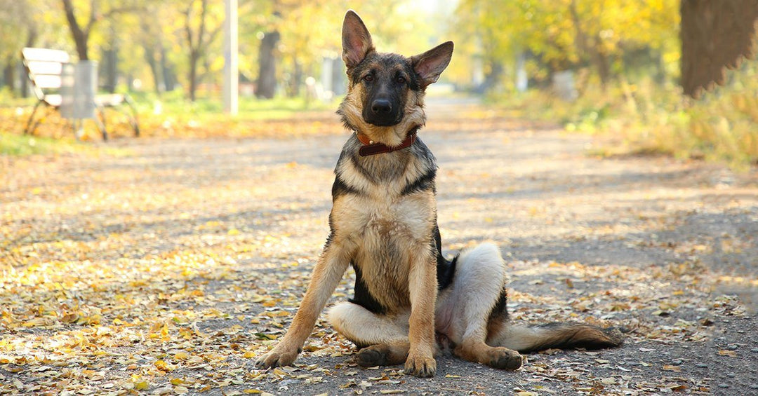 How To Teach Your Dog To Sit, Lie Down, Roll Over, and Play Dead  - Fast