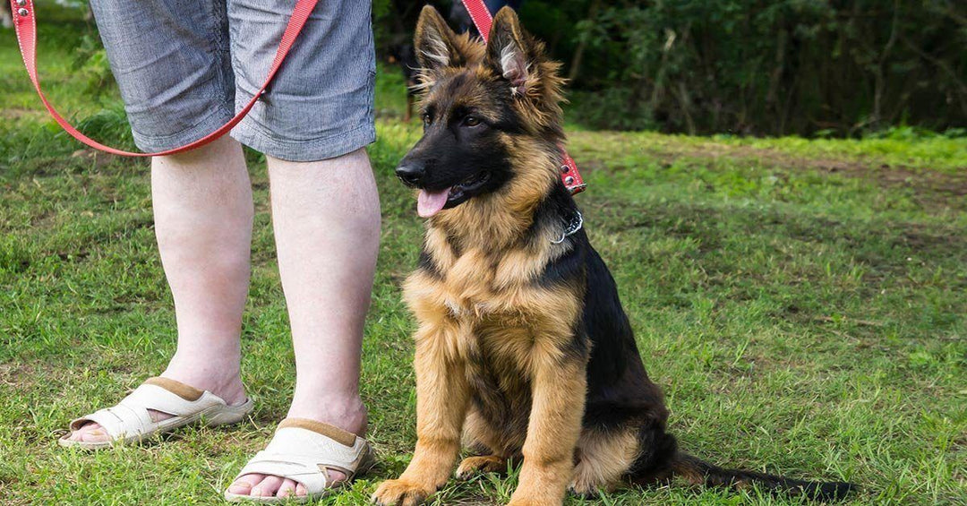 How To Teach Your Dog To Walk On A Leash