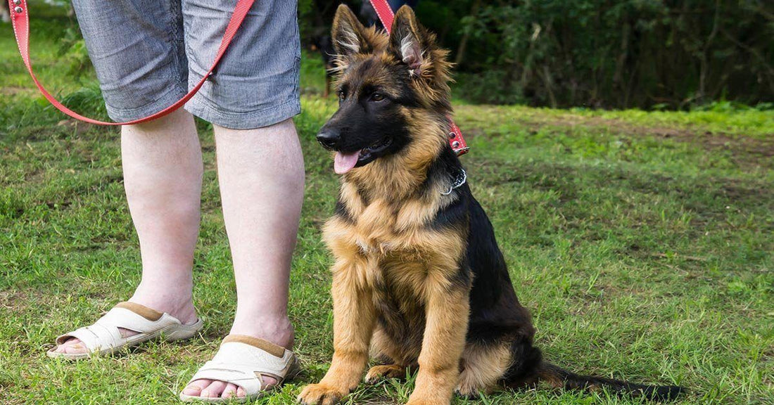 How To Teach Your Dog To Walk On A Leash
