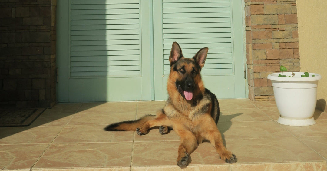 How To Train Your Dog To Wait At The Door