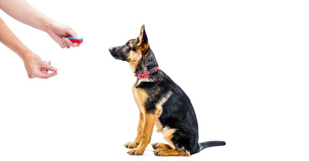 How To Train Your Dog With A Clicker