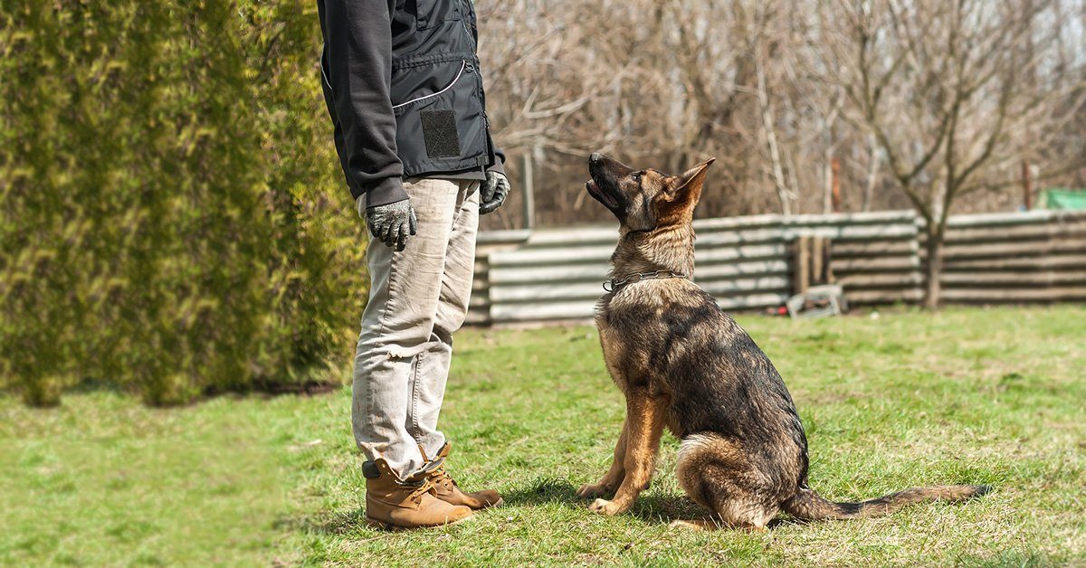 Reward-Based Training for Dogs - Effective Techniques – German Shepherd ...