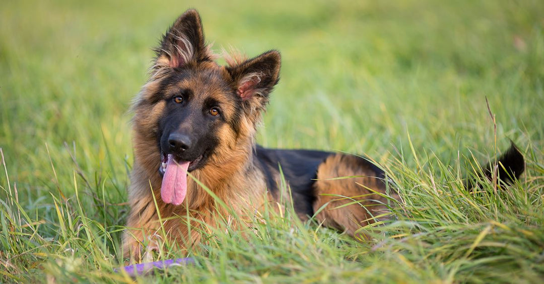 How To Transition A German Shepherd Rescue Into Your Home