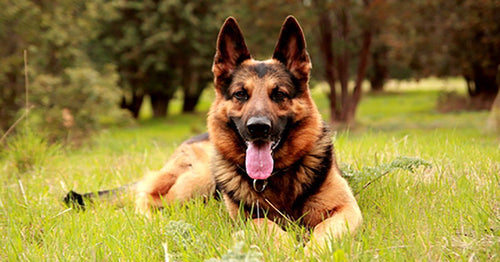 Hot spot 2024 german shepherd