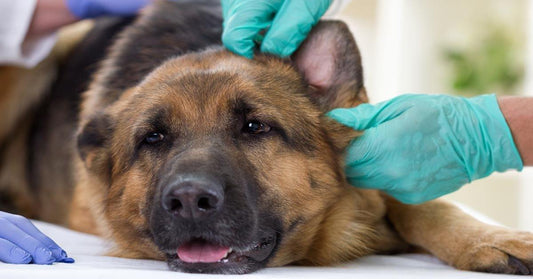 How To Treat Your German Shepherd's Ear Infection Without Going To The Vet