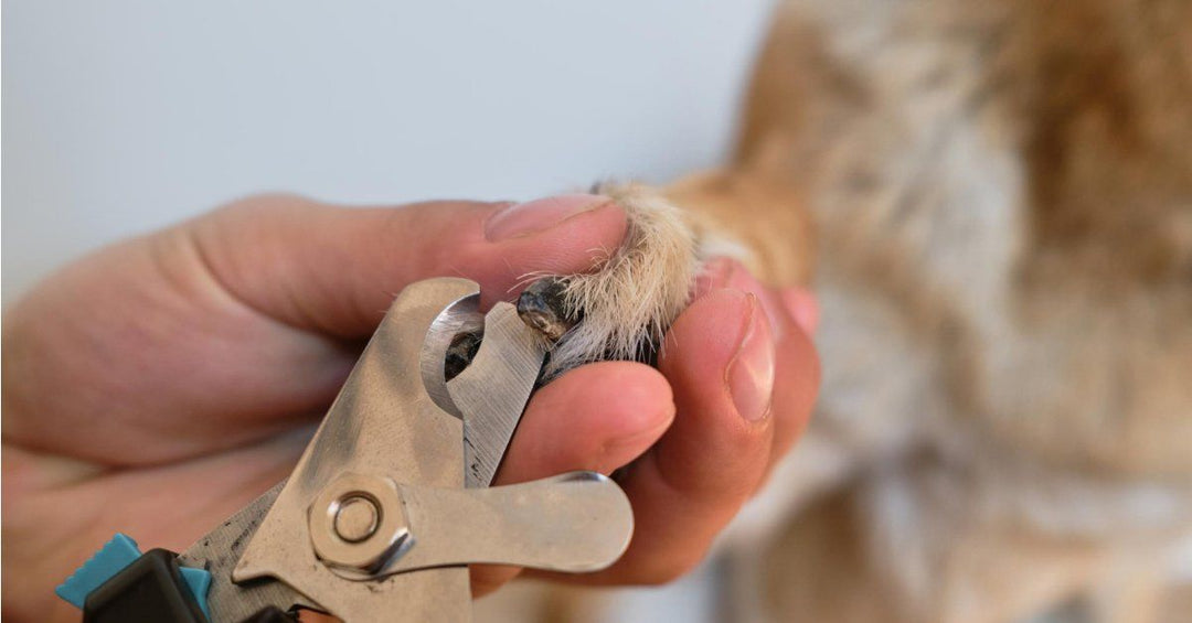 How To Trim Your Dog’s Nails When They Give You A Hard Time