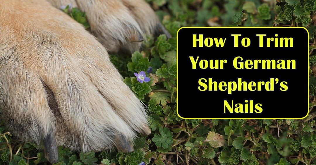 How To Trim Your German Shepherd’s Nails