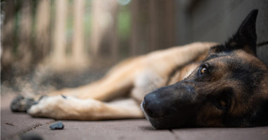 If You See These Symptoms, You Should Go To The Vet Immediately