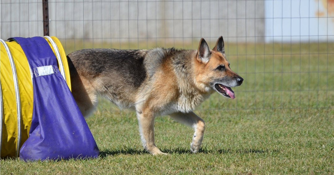 Intense Obedience Training: Rigorous Discipline or Too Extreme for German Shepherds?