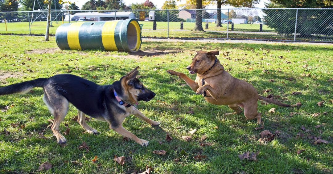 Is It Safe To Bring Your Dog To A Dog Park?