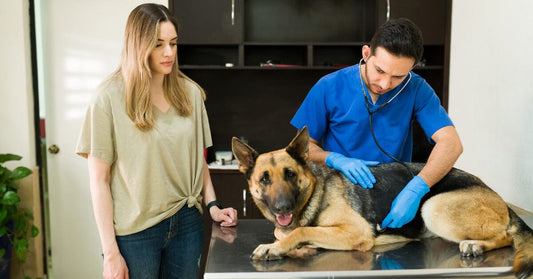 Is Pet Insurance Worth It And What Companies Are The Best?