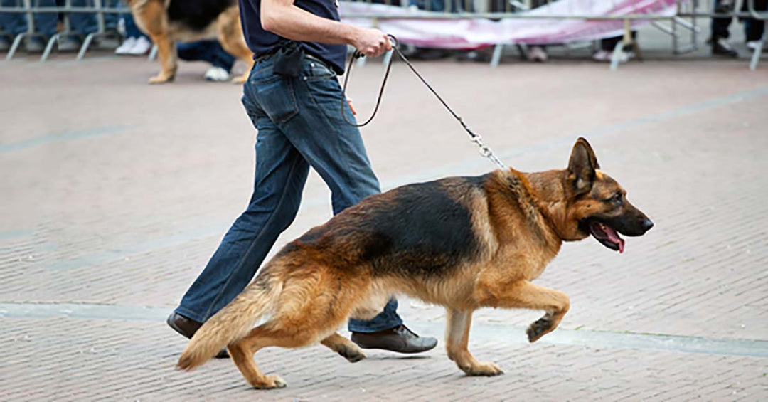 Is Physical Correction Necessary In Dog Training?