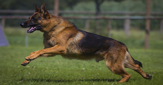 Living With Your Turbo Charged Dog